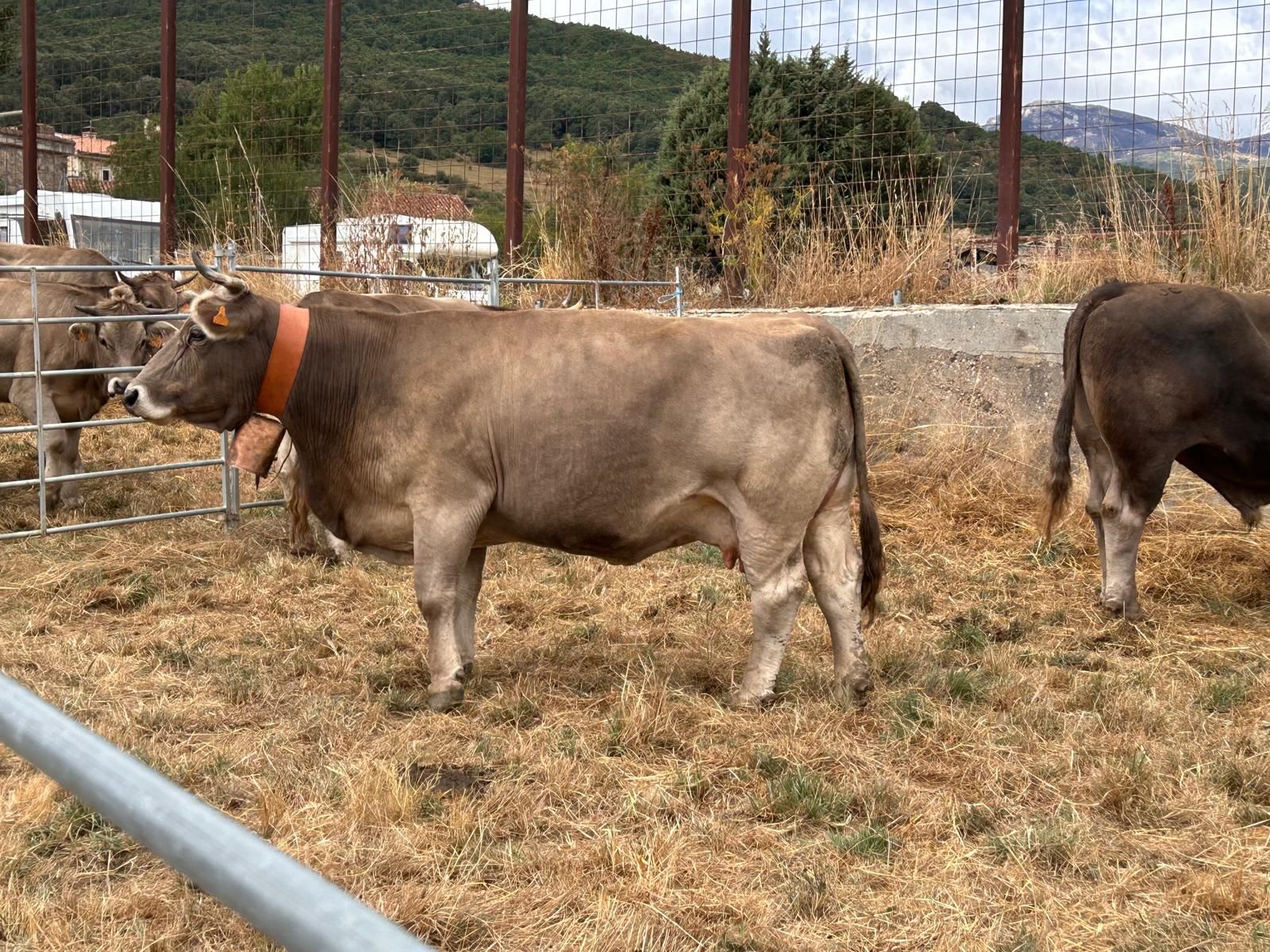 Animada feria de ganado vacuno en La Pernía