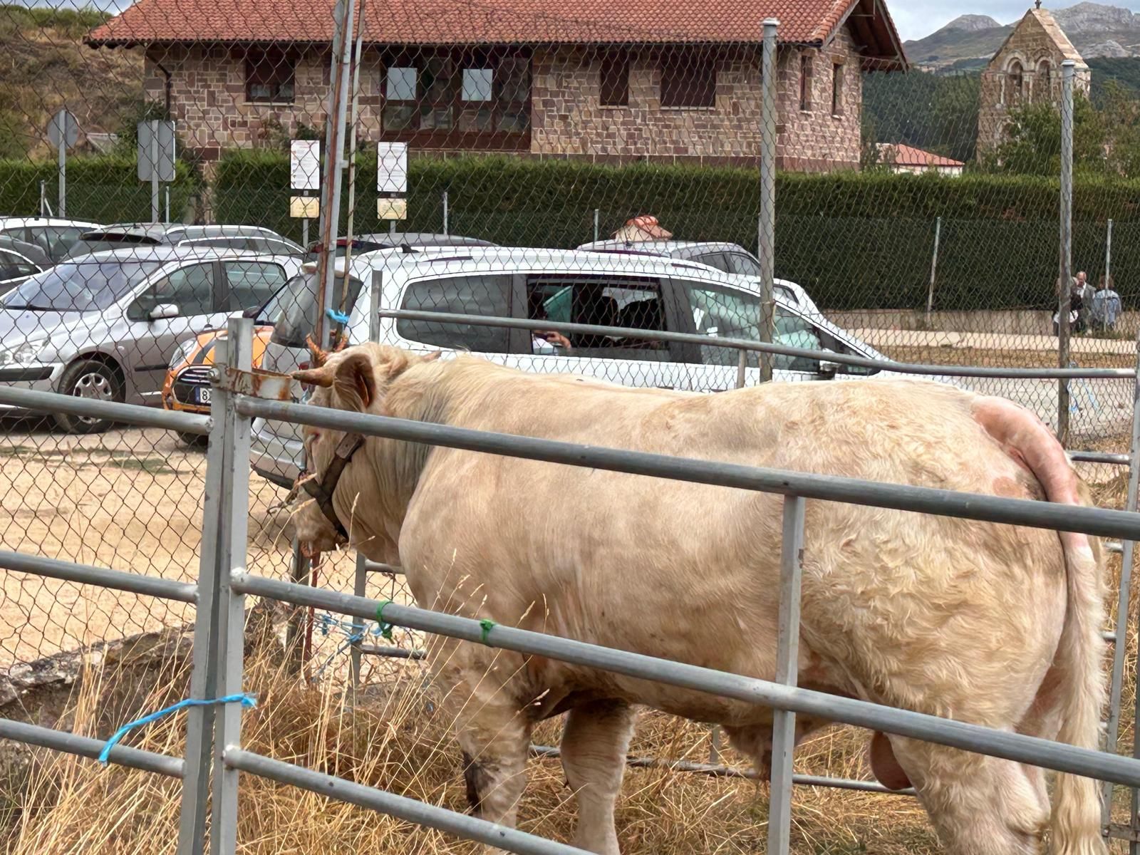Animada feria de ganado vacuno en La Pernía