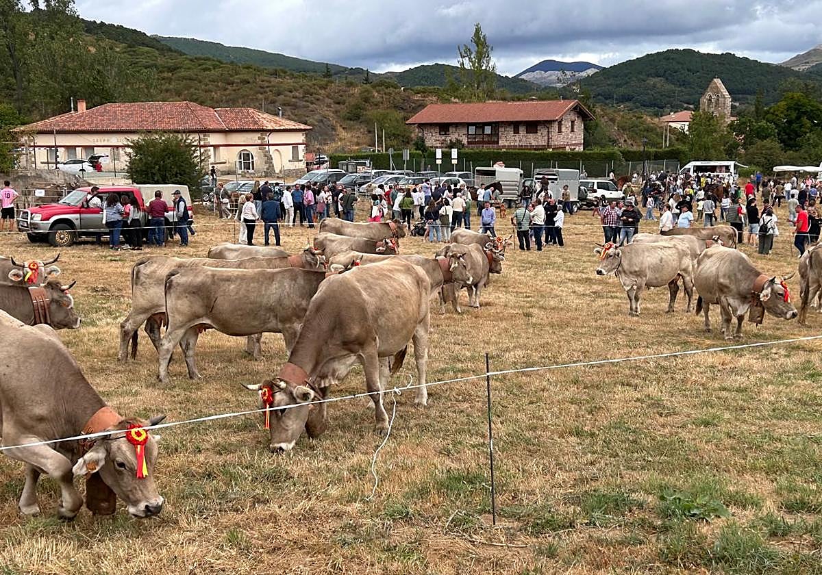 Animada feria de ganado vacuno en La Pernía