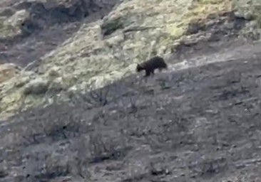 Un oso corre por el terreno de la Montaña Palentina quemada