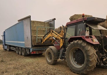 El grupo de WhatsApp que salva ganaderías: «Lo que no hace la Junta lo hacen los paletos, como nos llaman ellos»