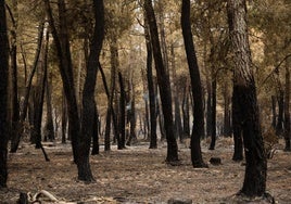 El fuego ha arrasado montes en León.