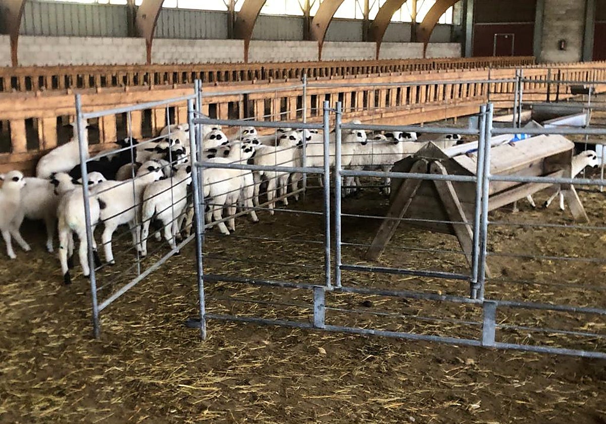 Lechazos en una explotación ganadera del sur de la provincia de Burgos.