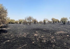 Trabajadores del campo combaten las llamas en la comarca de Vitigudino
