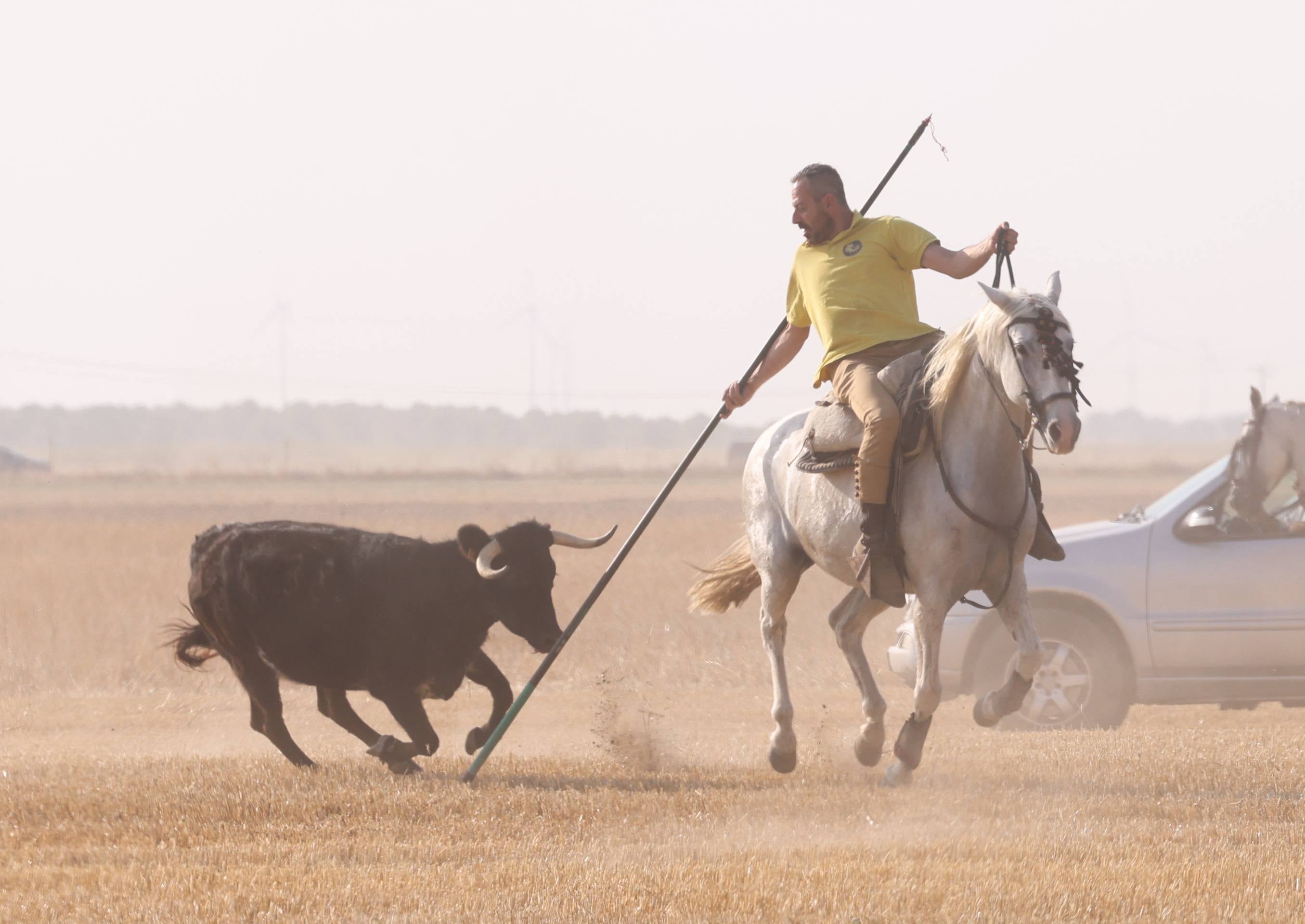Las imágenes del encierro campero de Ciguñuela