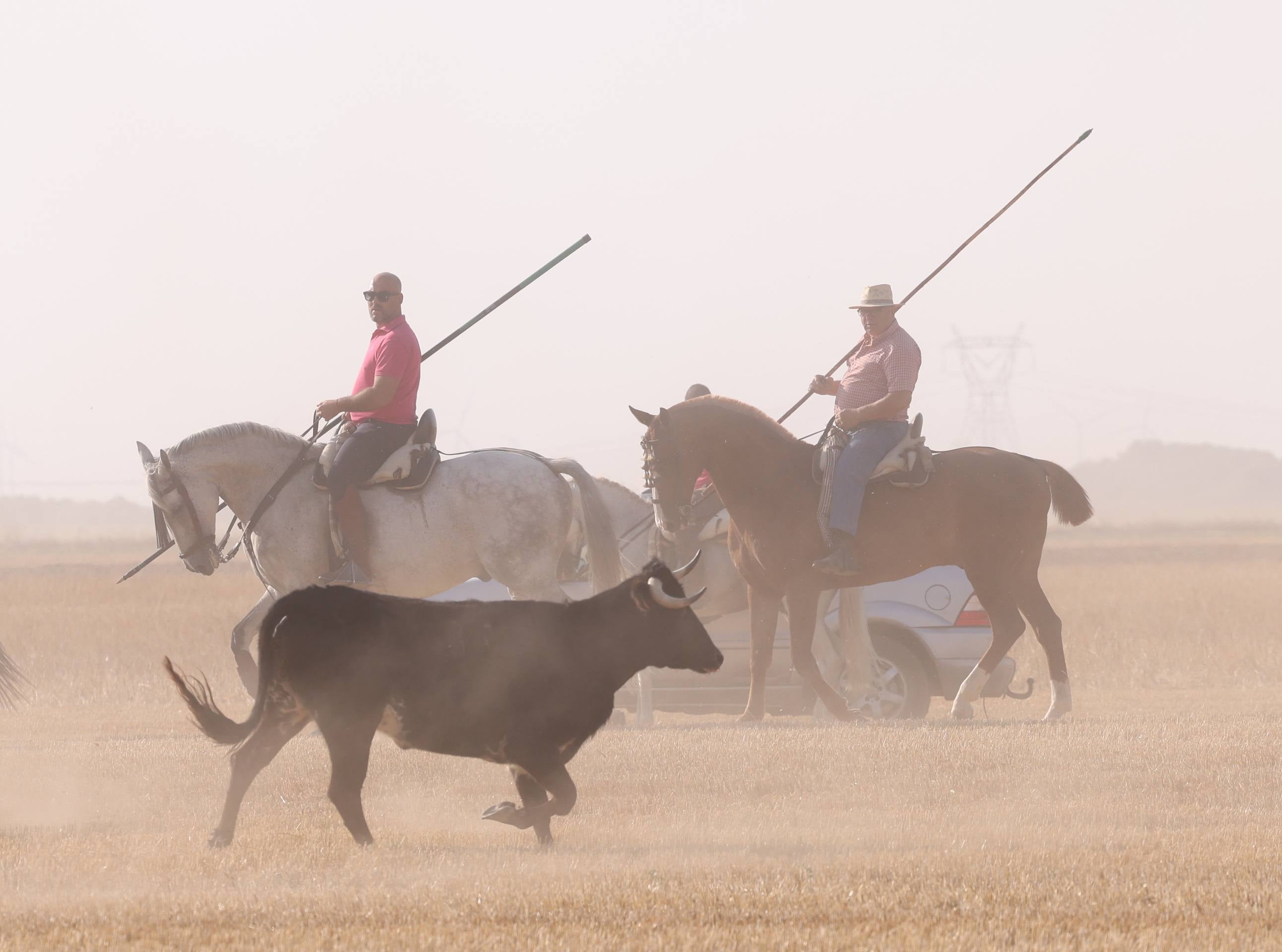 Las imágenes del encierro campero de Ciguñuela