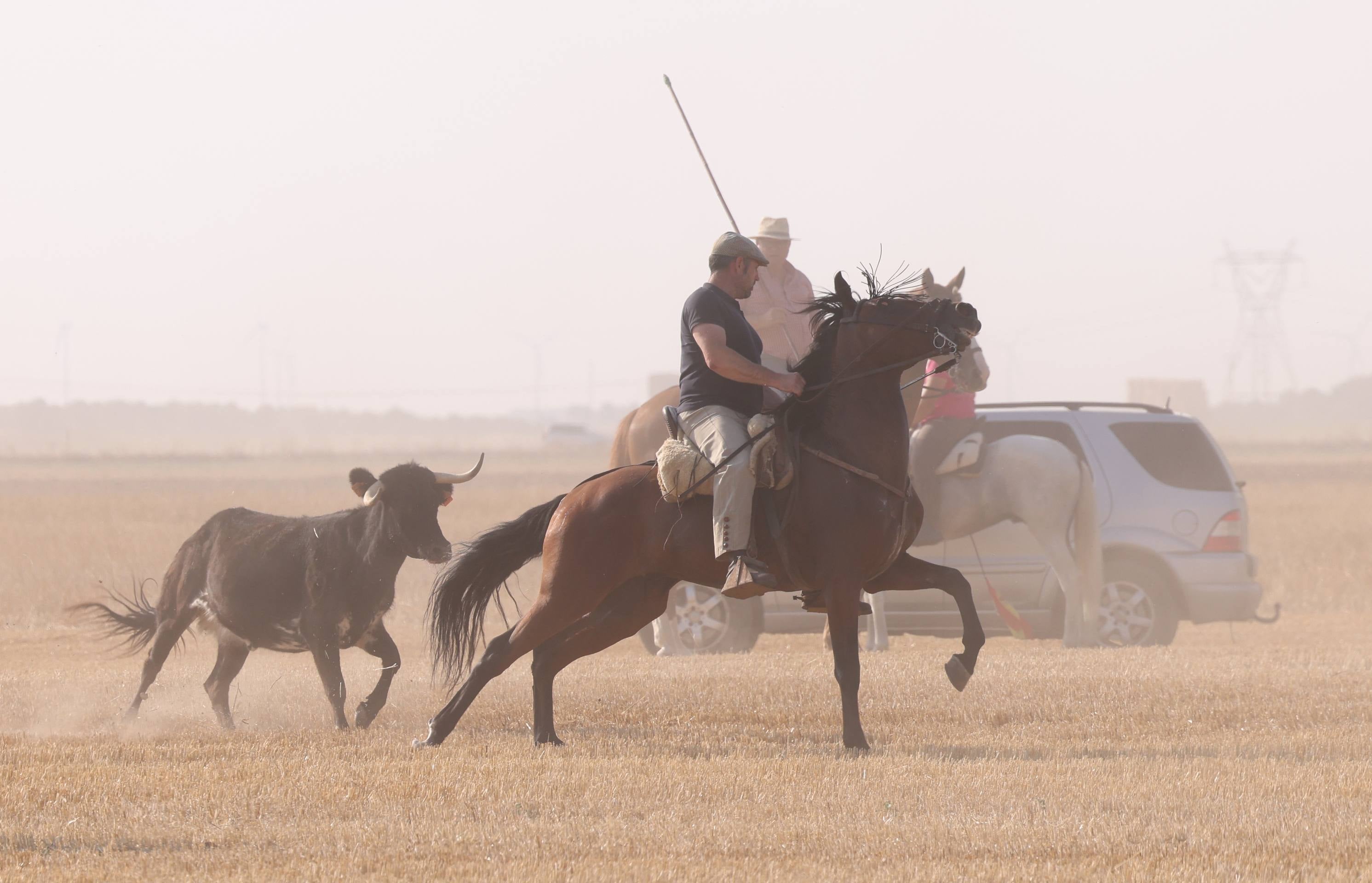 Las imágenes del encierro campero de Ciguñuela