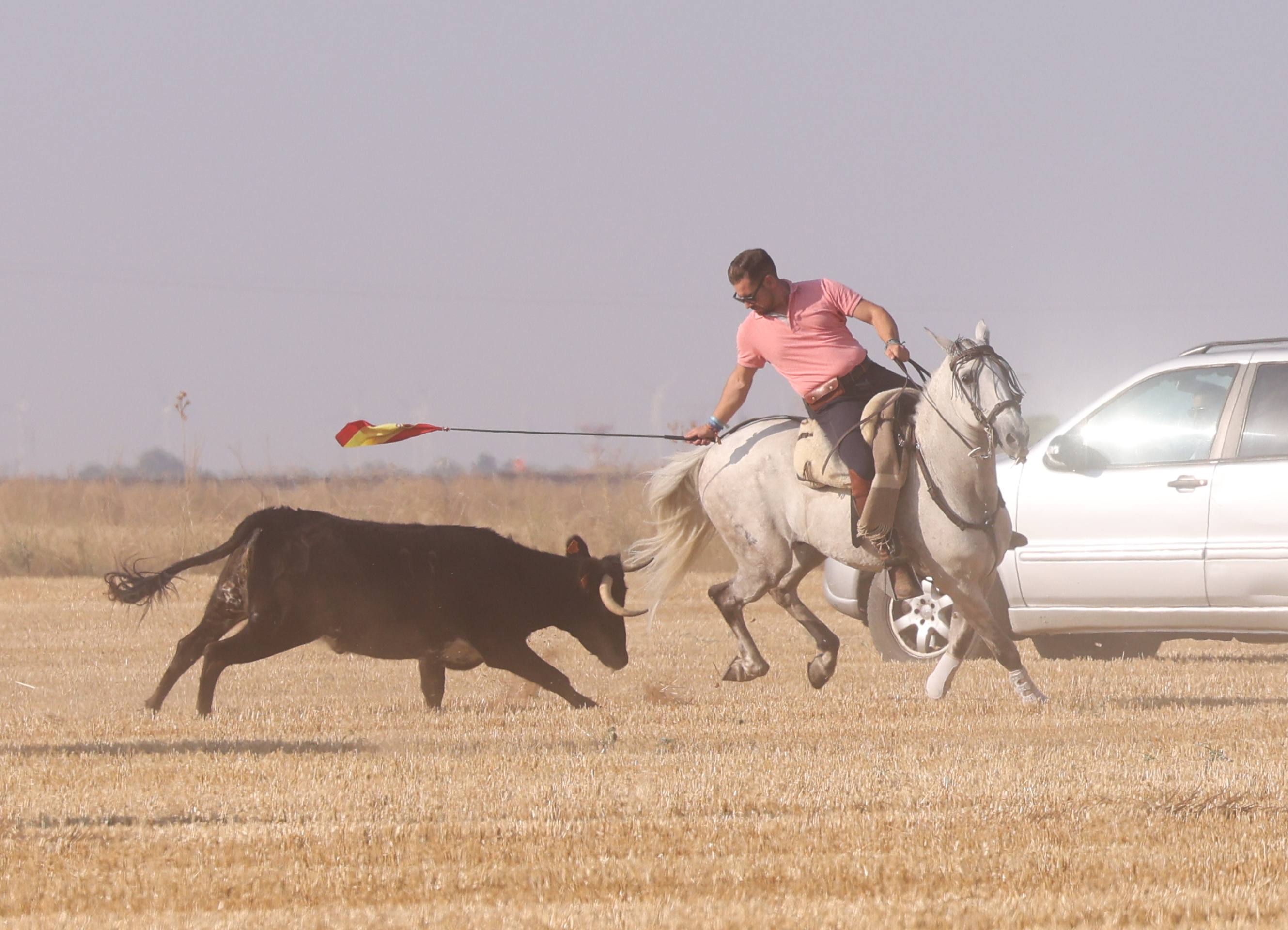 Las imágenes del encierro campero de Ciguñuela