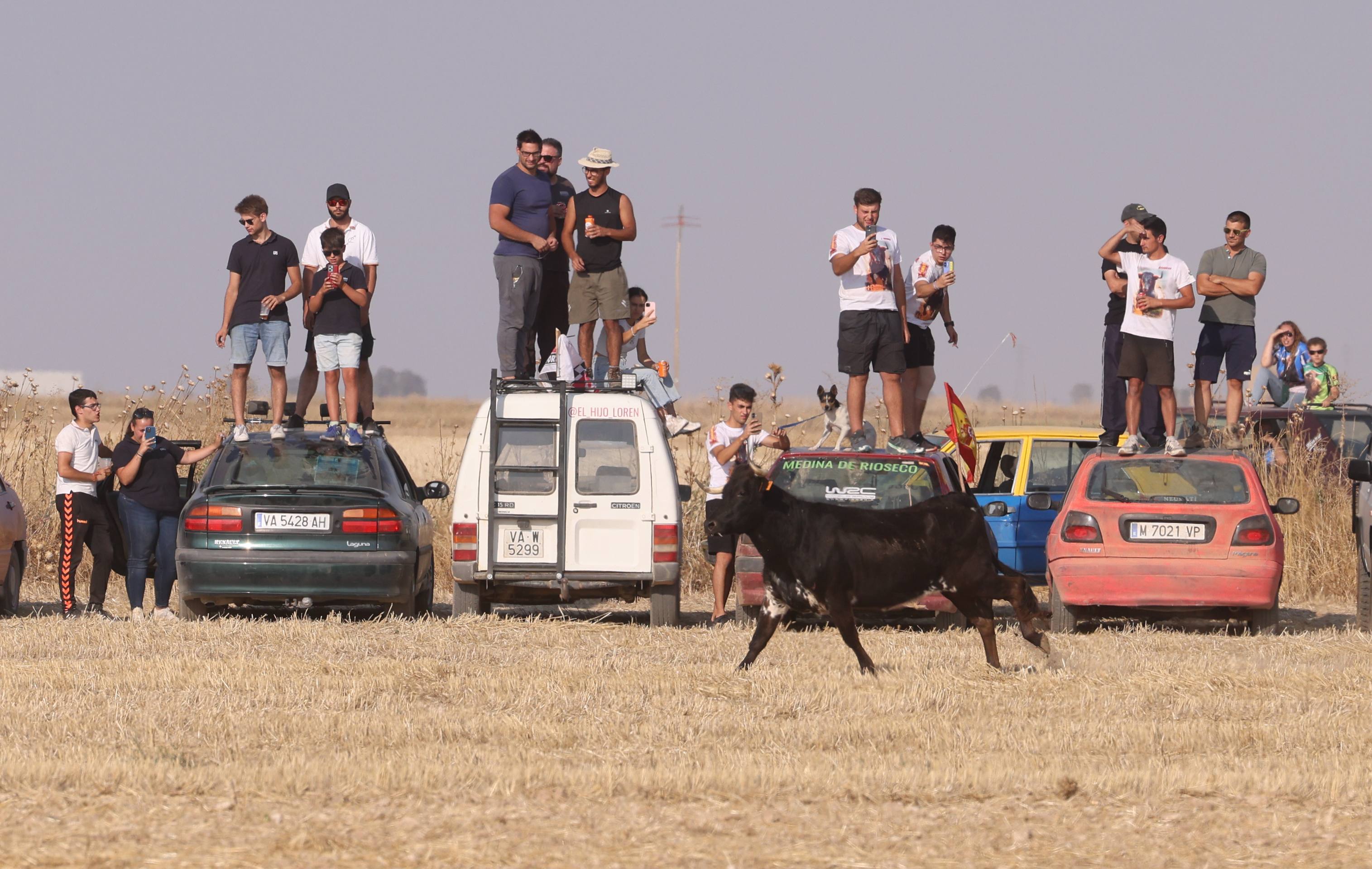 Las imágenes del encierro campero de Ciguñuela