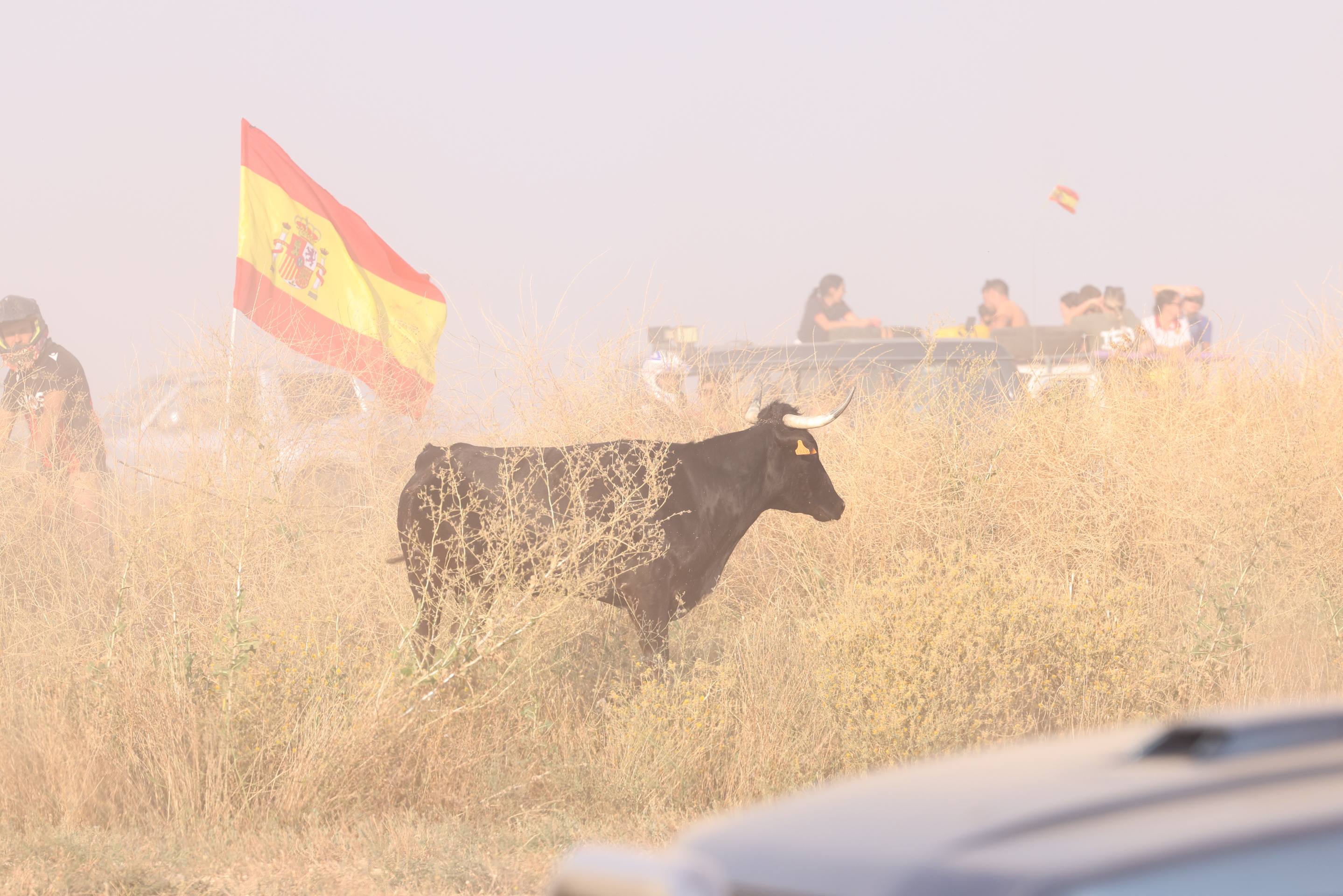 Las imágenes del encierro campero de Ciguñuela