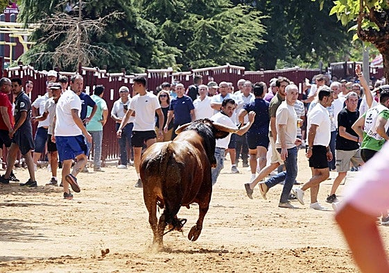 Uno de los tres toros recorre el camino hacia la plaza.