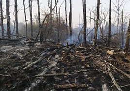 Zona quemada en las proximidades de Mantinos, en Palencia.