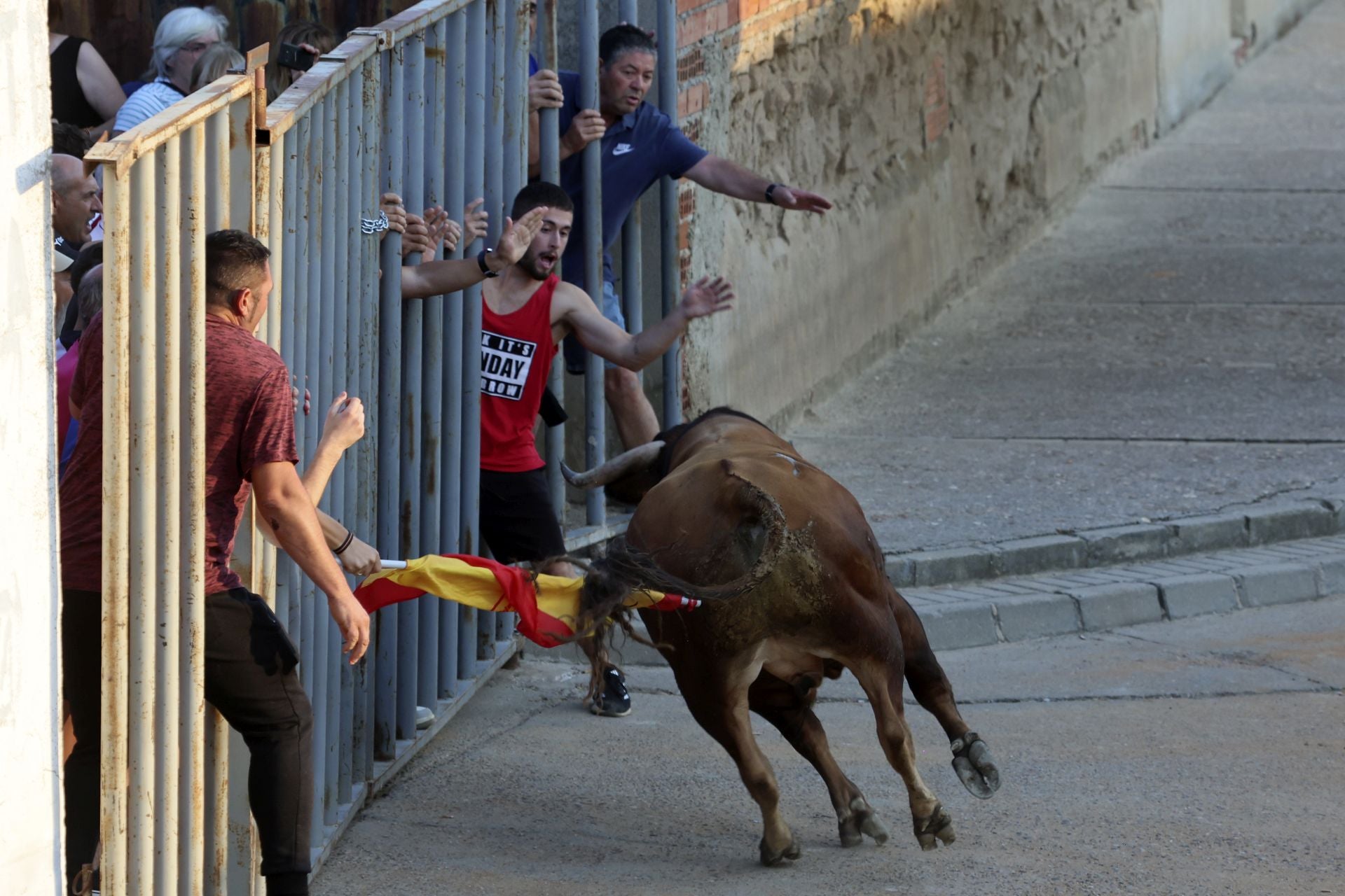Las imágenes de la suelta del toro de cajón en Serrada