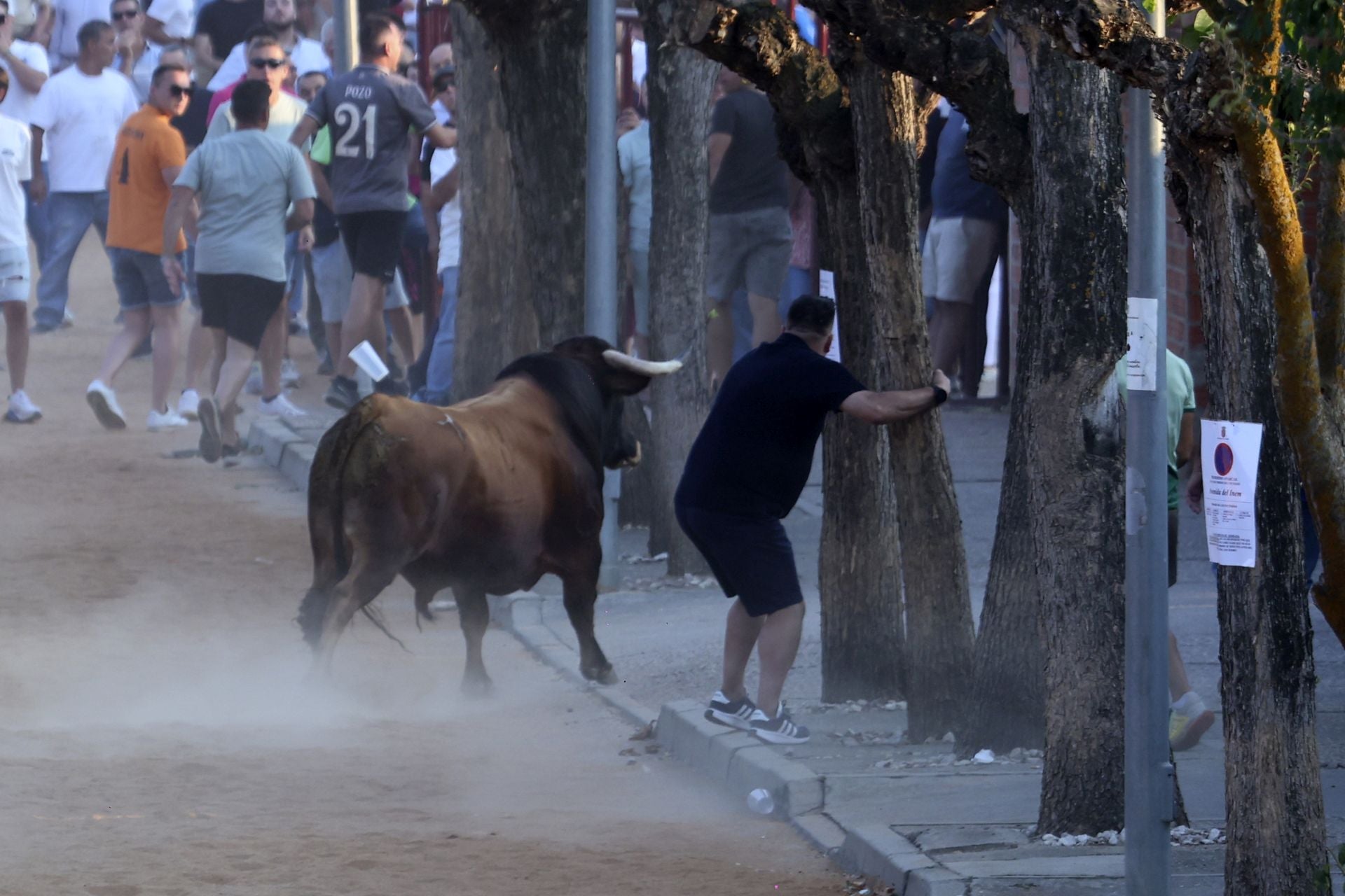 El encierro del toro de cajón en Serrada.