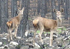 Una cierva y su cría recorren la Sierra de la Culebra tras los incendios.