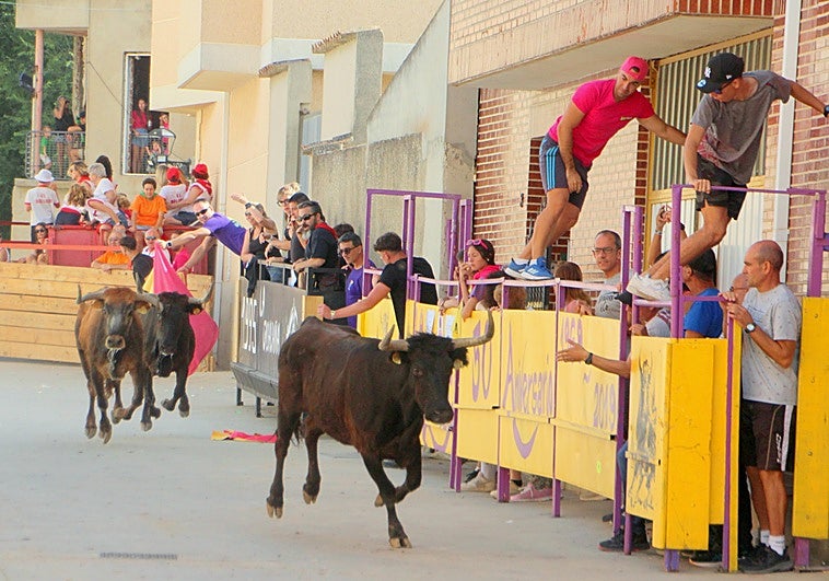 Dueñas mantiene los encierros tradicionales con gran afluencia de público
