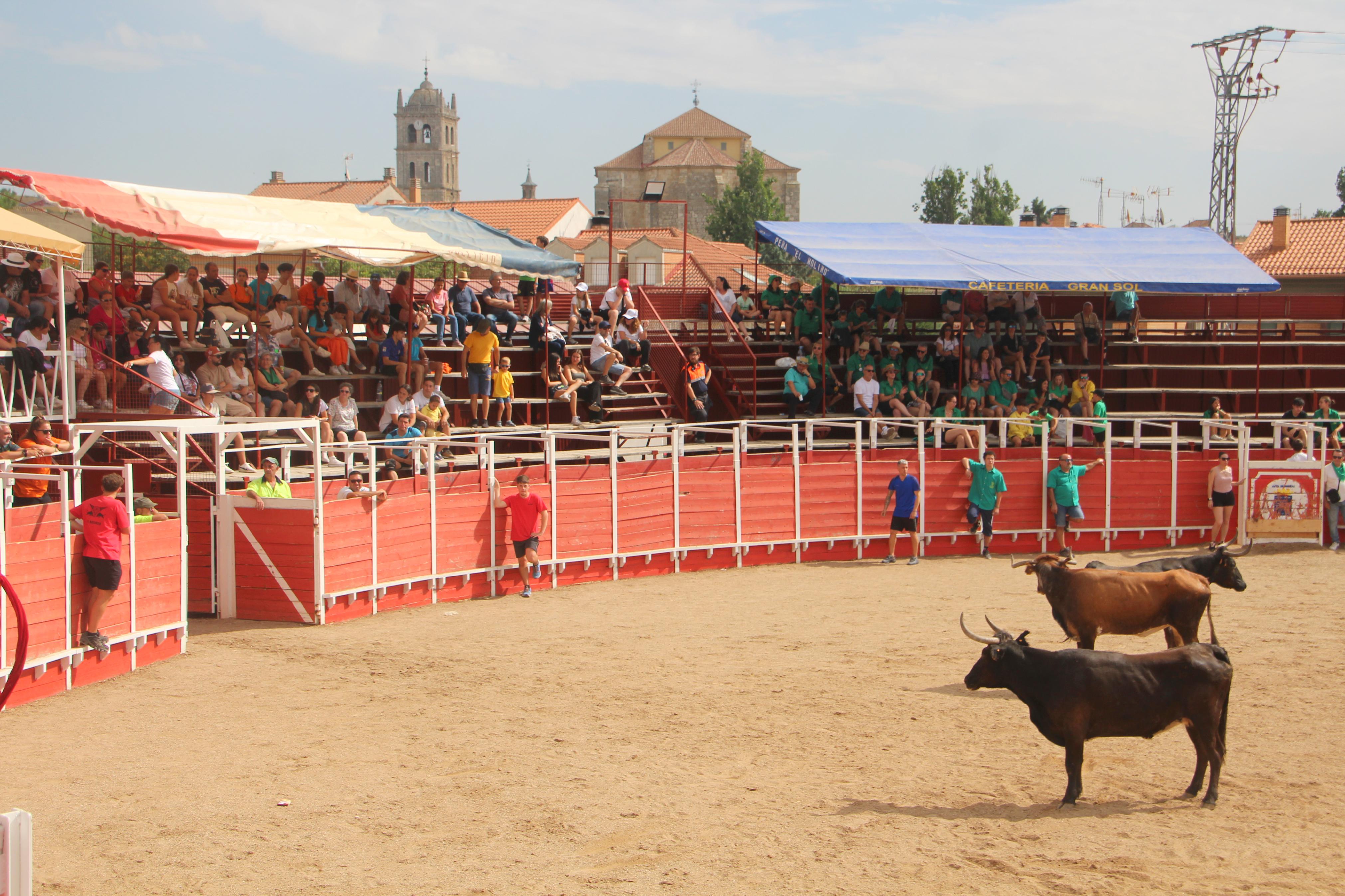 Encierros Tradicionales en Dueñas | El Norte de Castilla