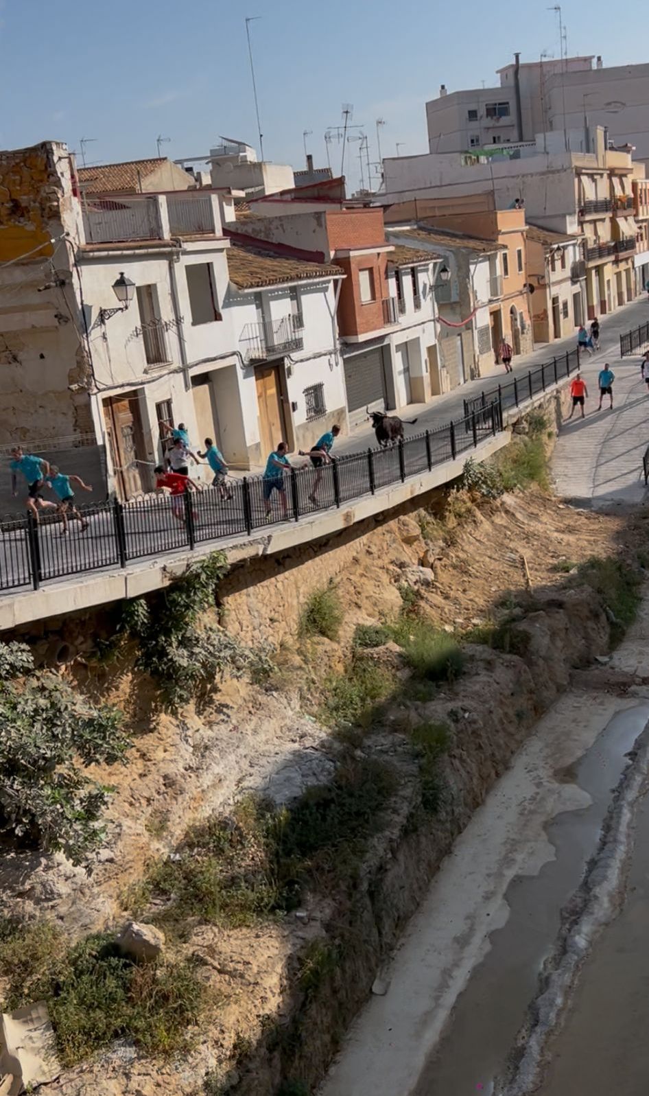 La vaca enmaromada y las jijas de Palazuelo de vedija triunfan en Chiva