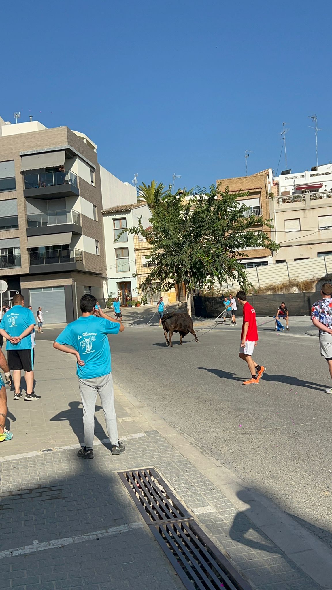 La vaca enmaromada y las jijas de Palazuelo de vedija triunfan en Chiva