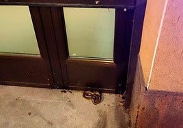 La culebra, en la puerta de un estanlecimiento, antes de que la recogieran los agentes.