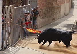 Uno de los astados remata contra las talanqueras del recorrido urbano.