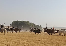 Los novillos con los bueyes son conducido por los caballistas