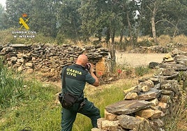 La Guardia Civil investiga el origen de uno de los incendios que están arrasado Castilla y León este verano.