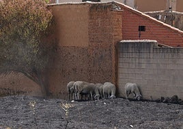 Consecuencias del incendio forestal en Cubo de Benavente.