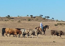 Pepe Mayoral dirige a caballo a los astados de los encierros de Cuéllar que pastan en su finca.