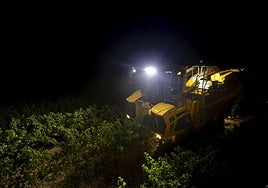 Vendimia nocturna en la Denominación de Origen de Rueda, el lunes.