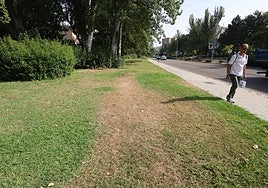 Una persona camina por la avenida de Salamanca, a la altura de Arquitectura, con zonas verdes afectadas.