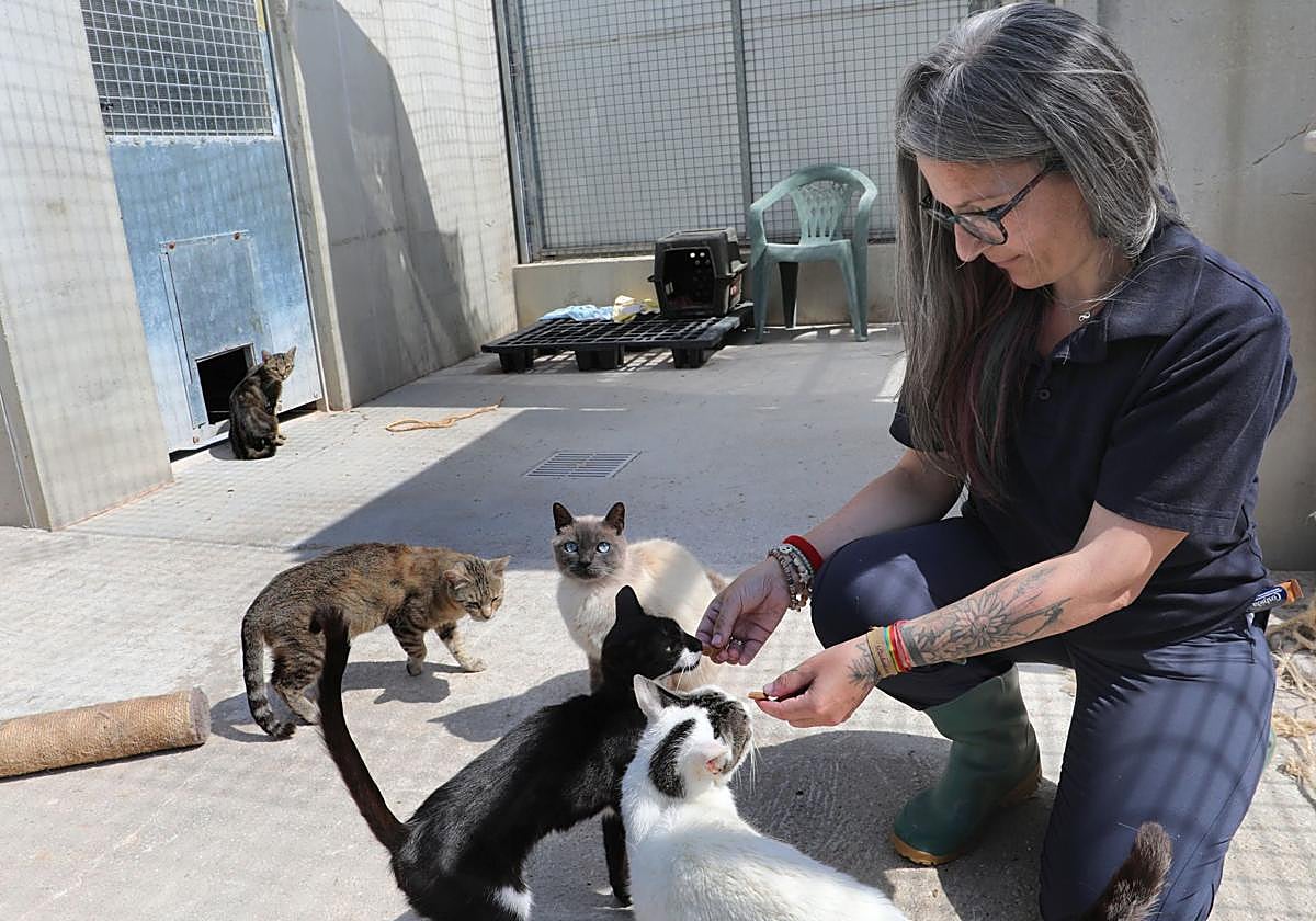 Susana Navarro, presidenta de Chiguitos Felinos, da de comer a unos gatos en la Protectora de Animales de Palencia.