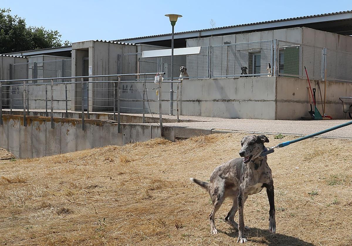 Varios animales en las instalaciones de la protectora, en el Camino de Carabajala, hacia Autilla.