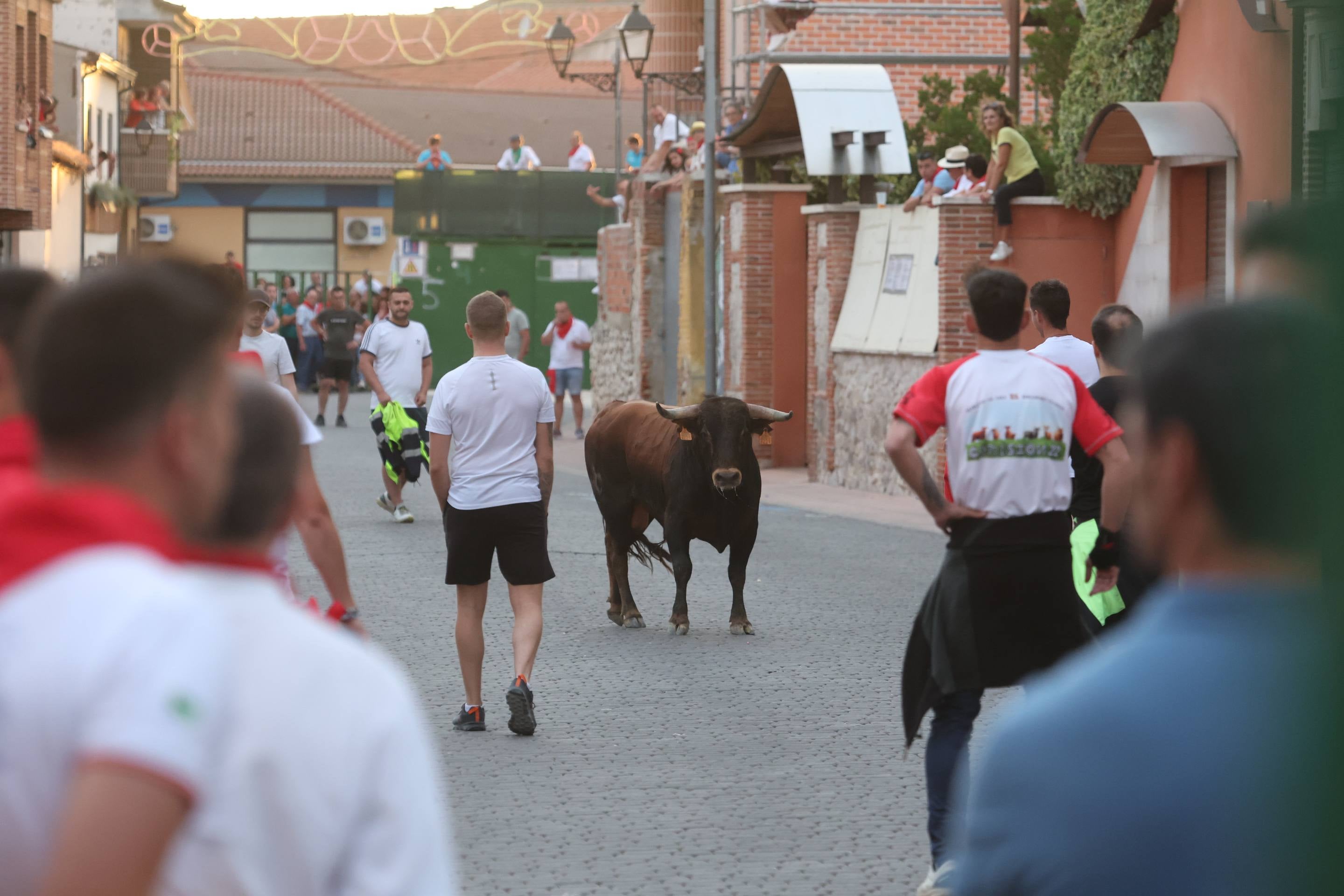 Las imágenes del encierro en Pedrajas de San Esteban