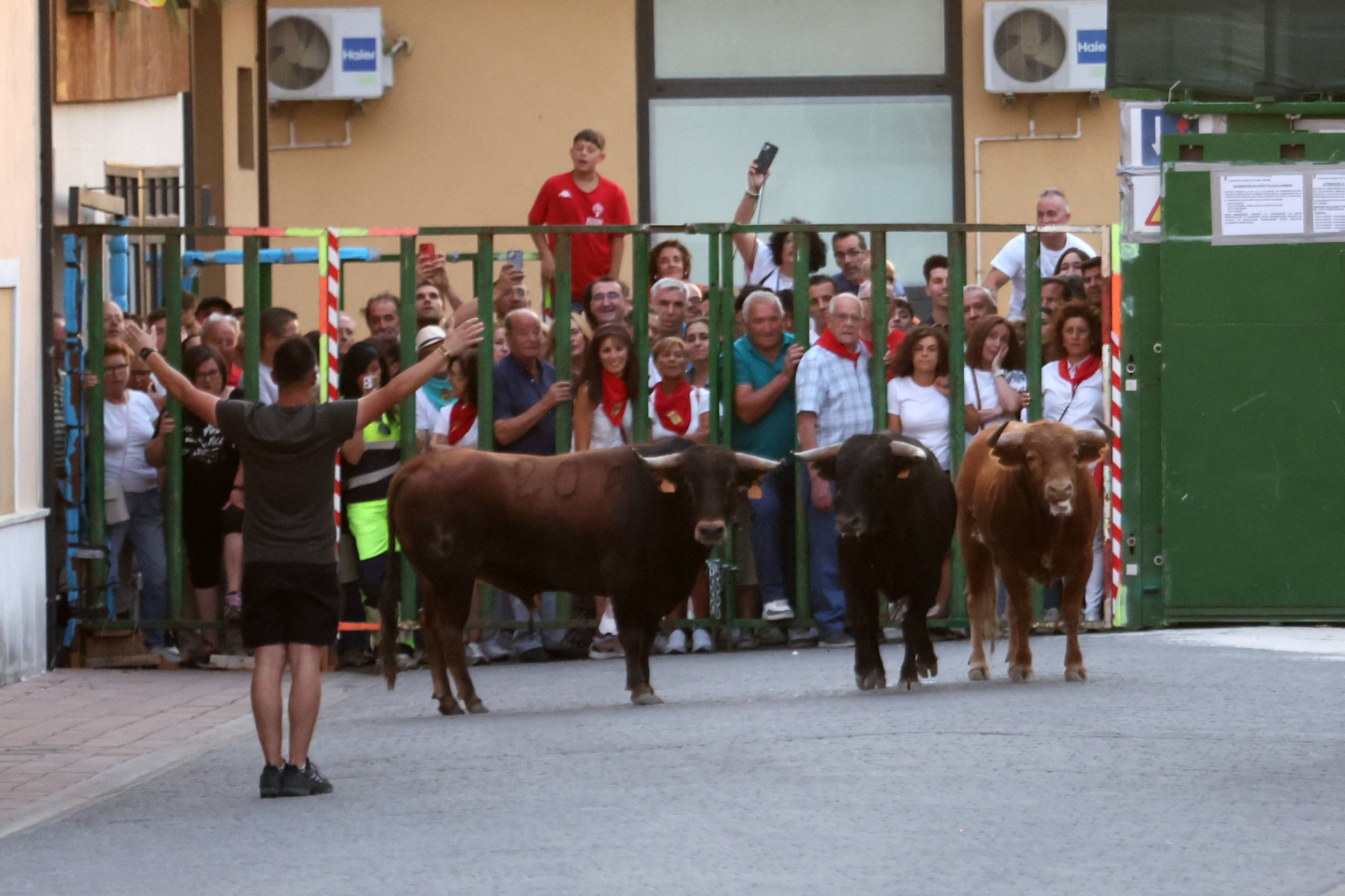 Las imágenes del encierro en Pedrajas de San Esteban