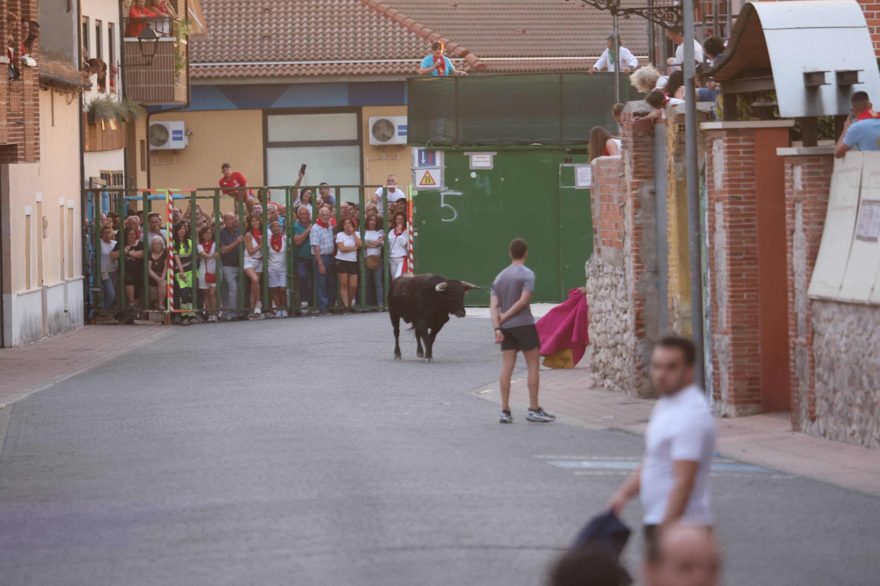 Las imágenes del encierro en Pedrajas de San Esteban