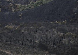 Hectáreas calcinadas en Sanabria, Zamora.