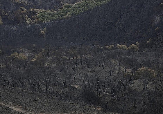 Hectáreas calcinadas en Sanabria, Zamora.