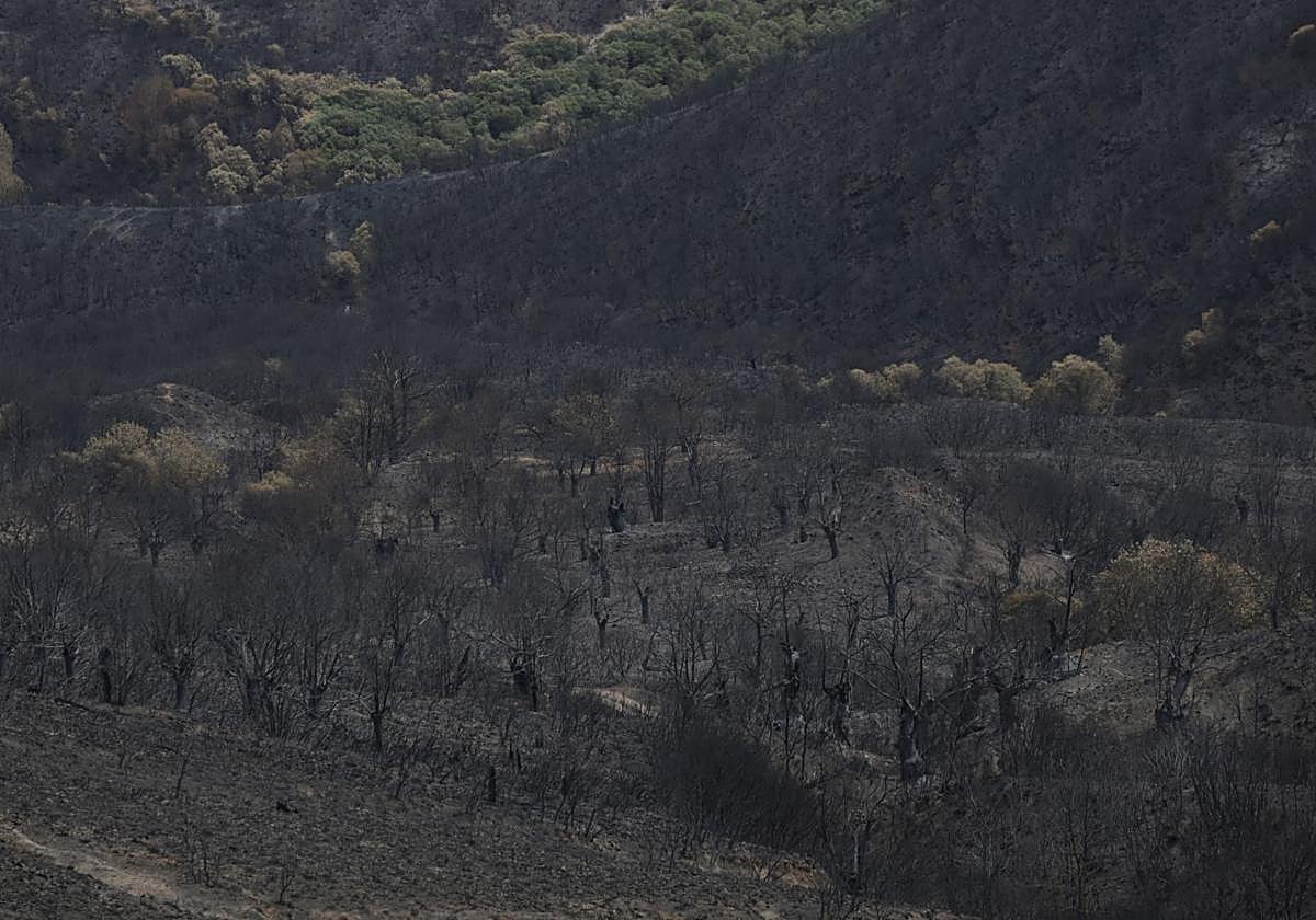 Hectáreas calcinadas en Sanabria, Zamora.