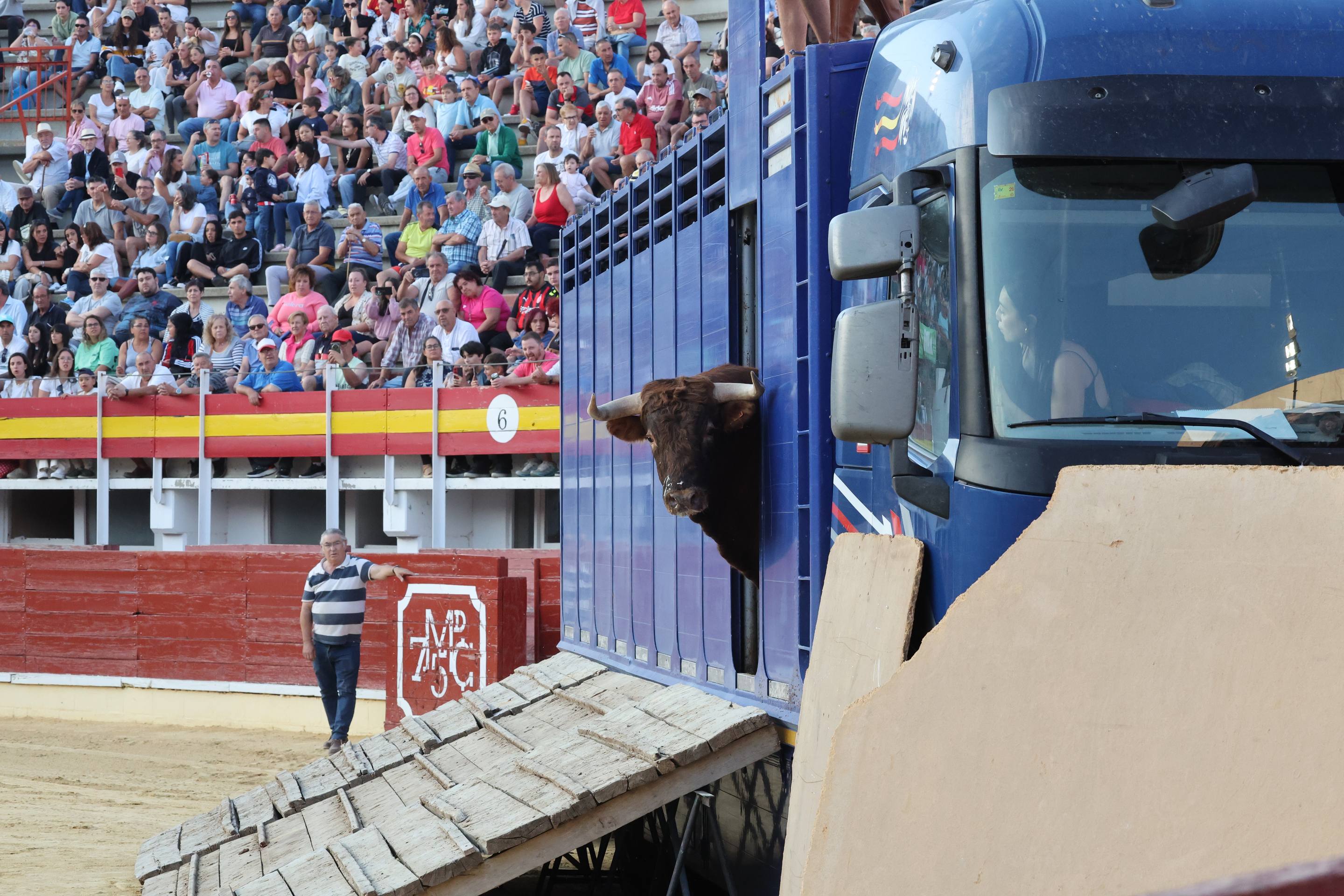 El encierro de bueyes y el desenjaule de novillos de Medina del Campo, en imágenes