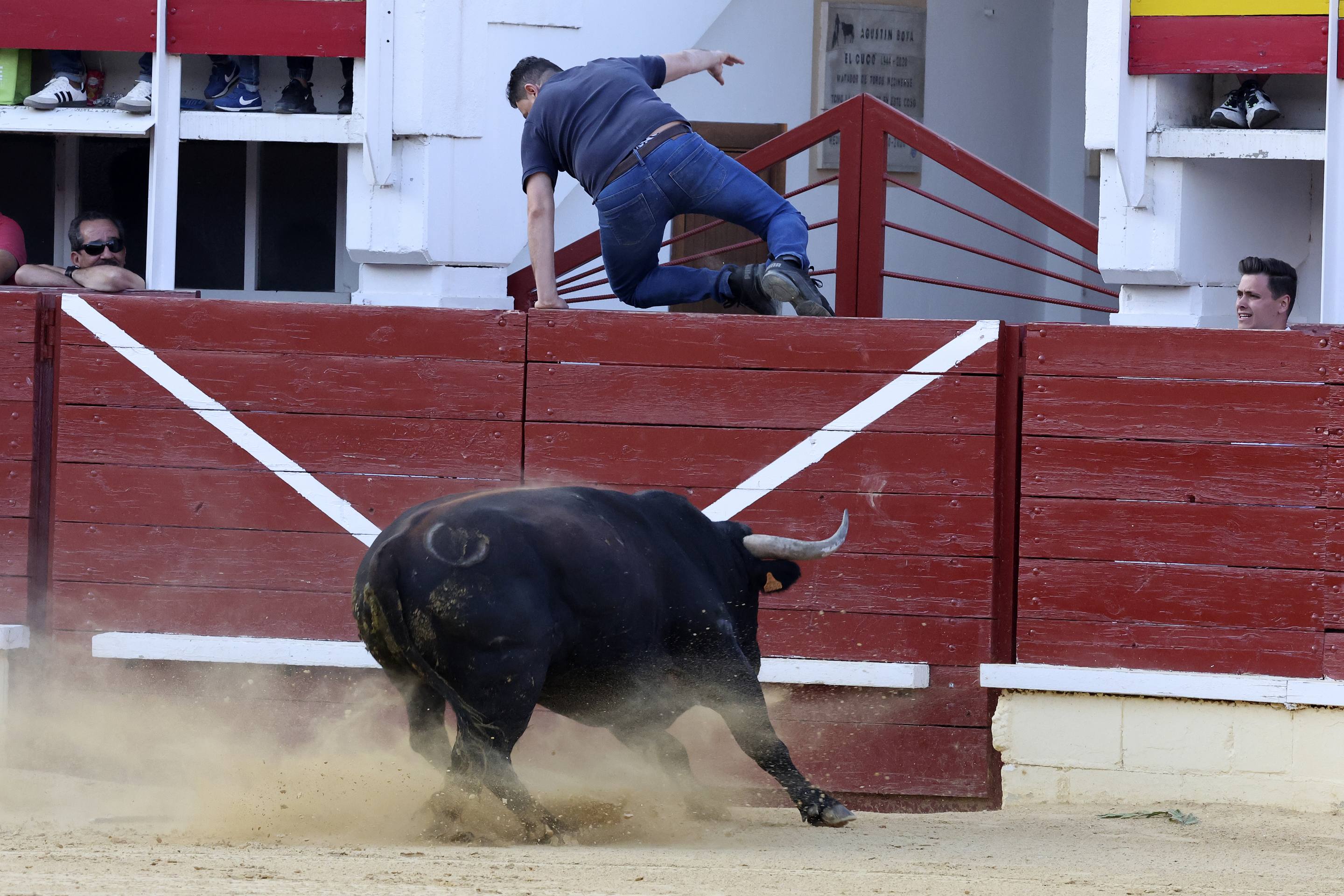 El encierro de bueyes y el desenjaule de novillos de Medina del Campo, en imágenes