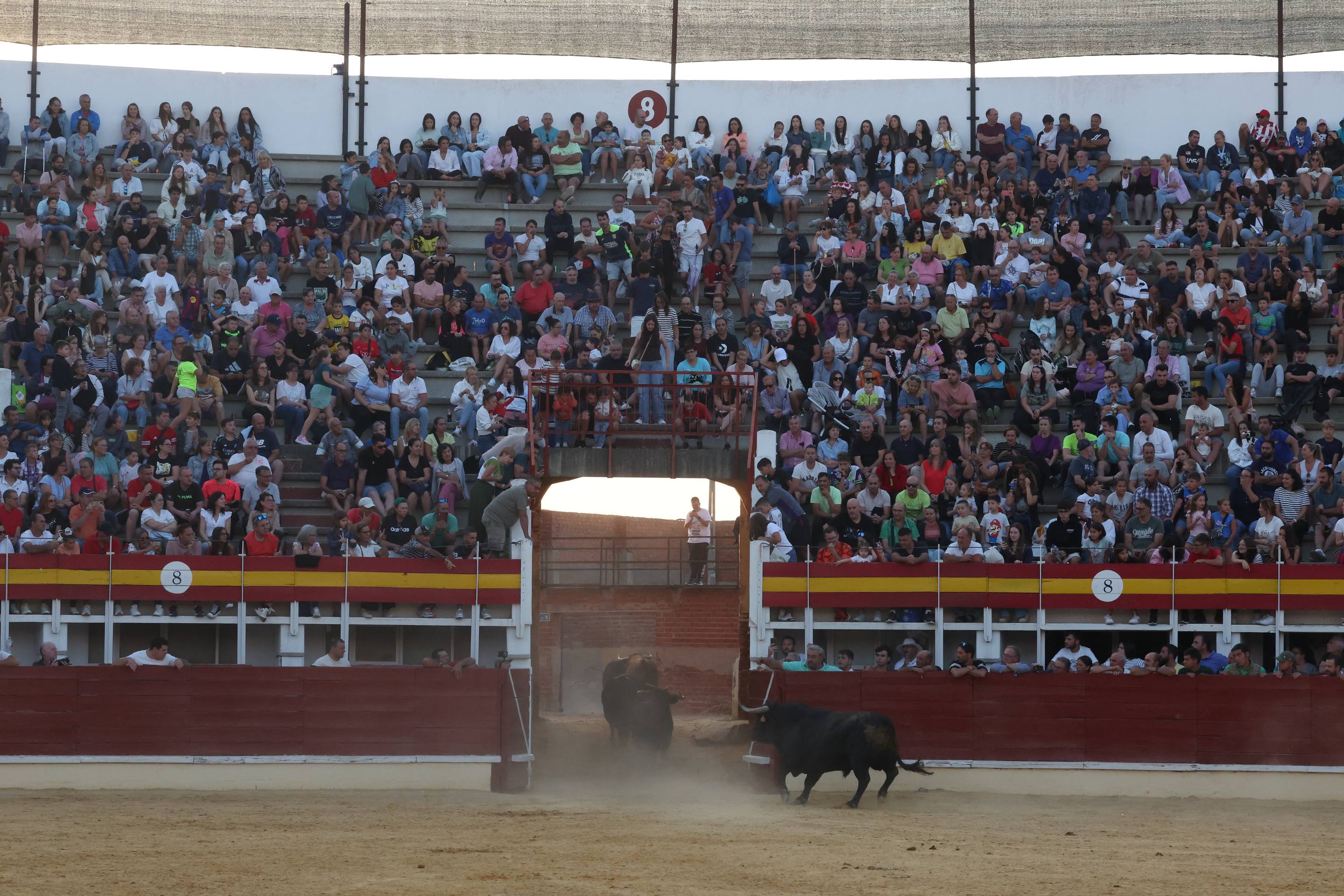 El encierro de bueyes y el desenjaule de novillos de Medina del Campo, en imágenes