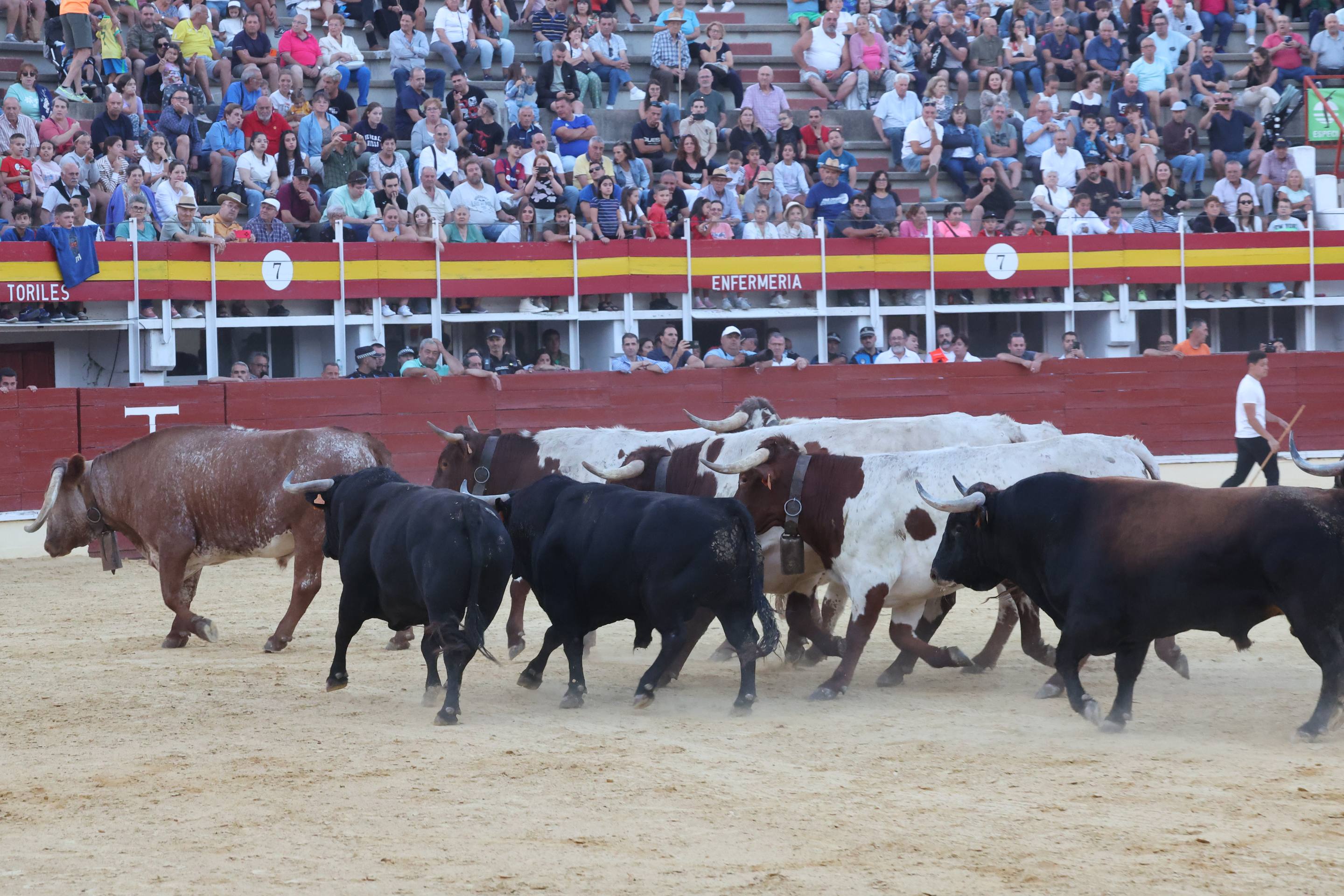 El encierro de bueyes y el desenjaule de novillos de Medina del Campo, en imágenes