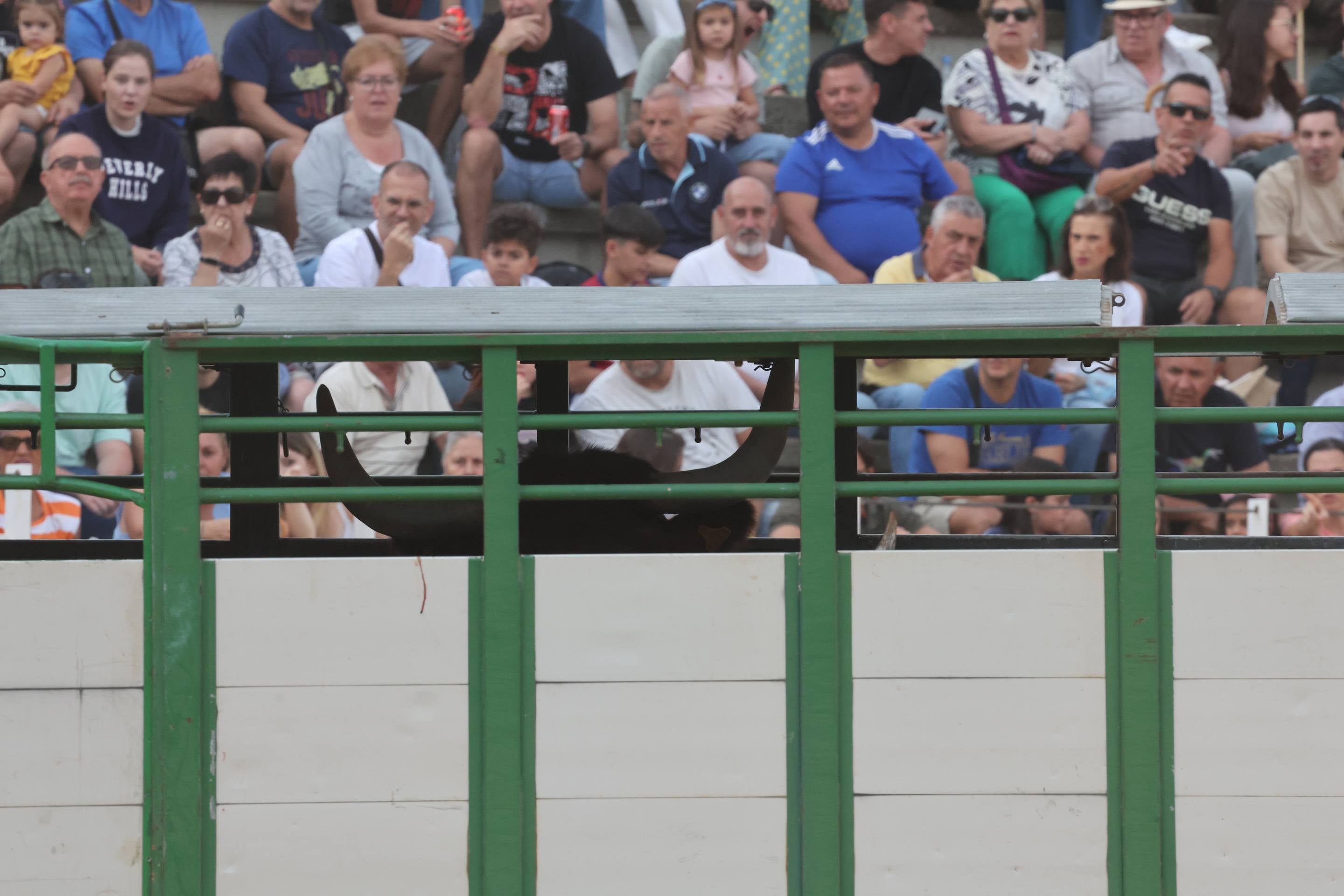 El encierro de bueyes y el desenjaule de novillos de Medina del Campo, en imágenes