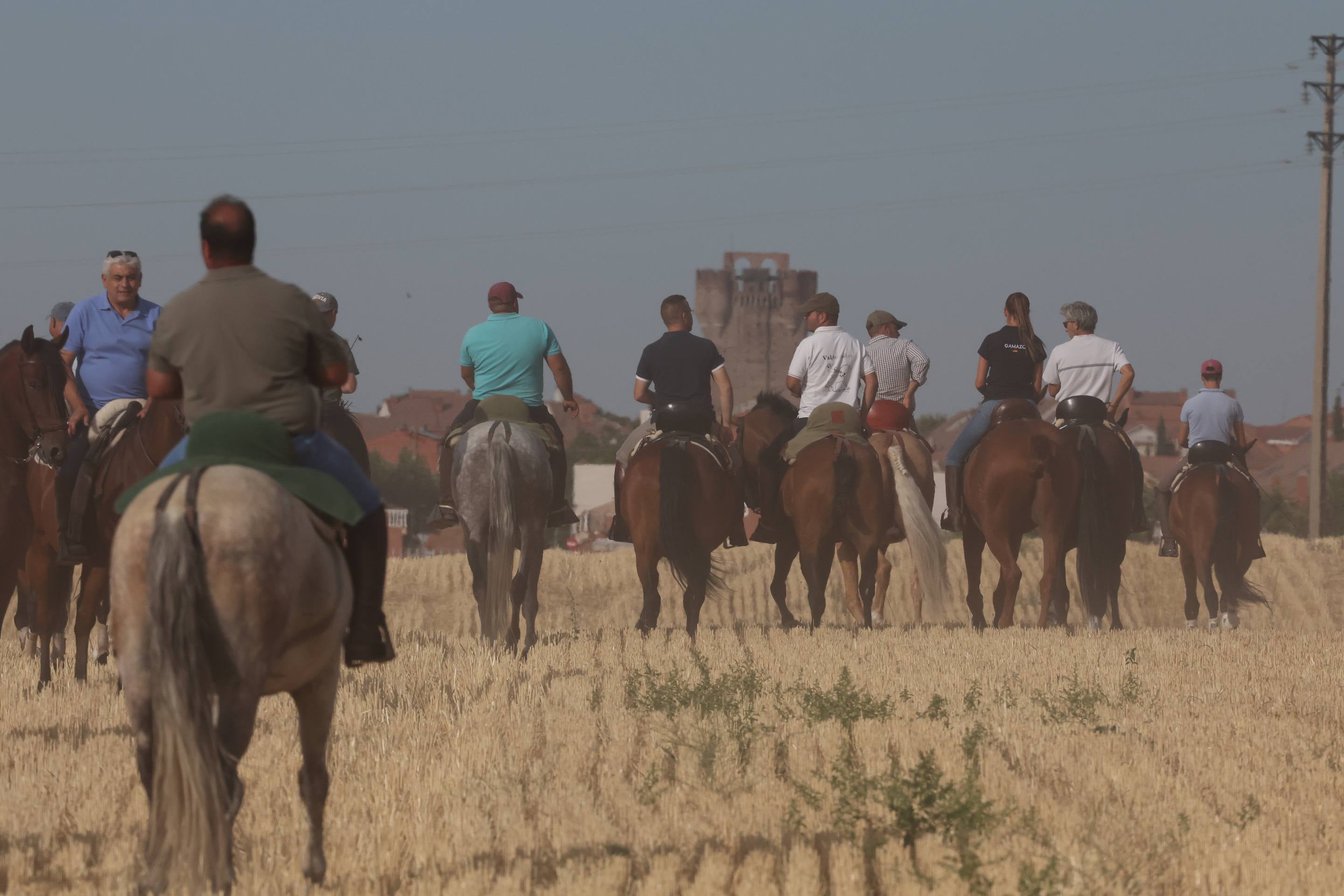 El encierro de bueyes y el desenjaule de novillos de Medina del Campo, en imágenes