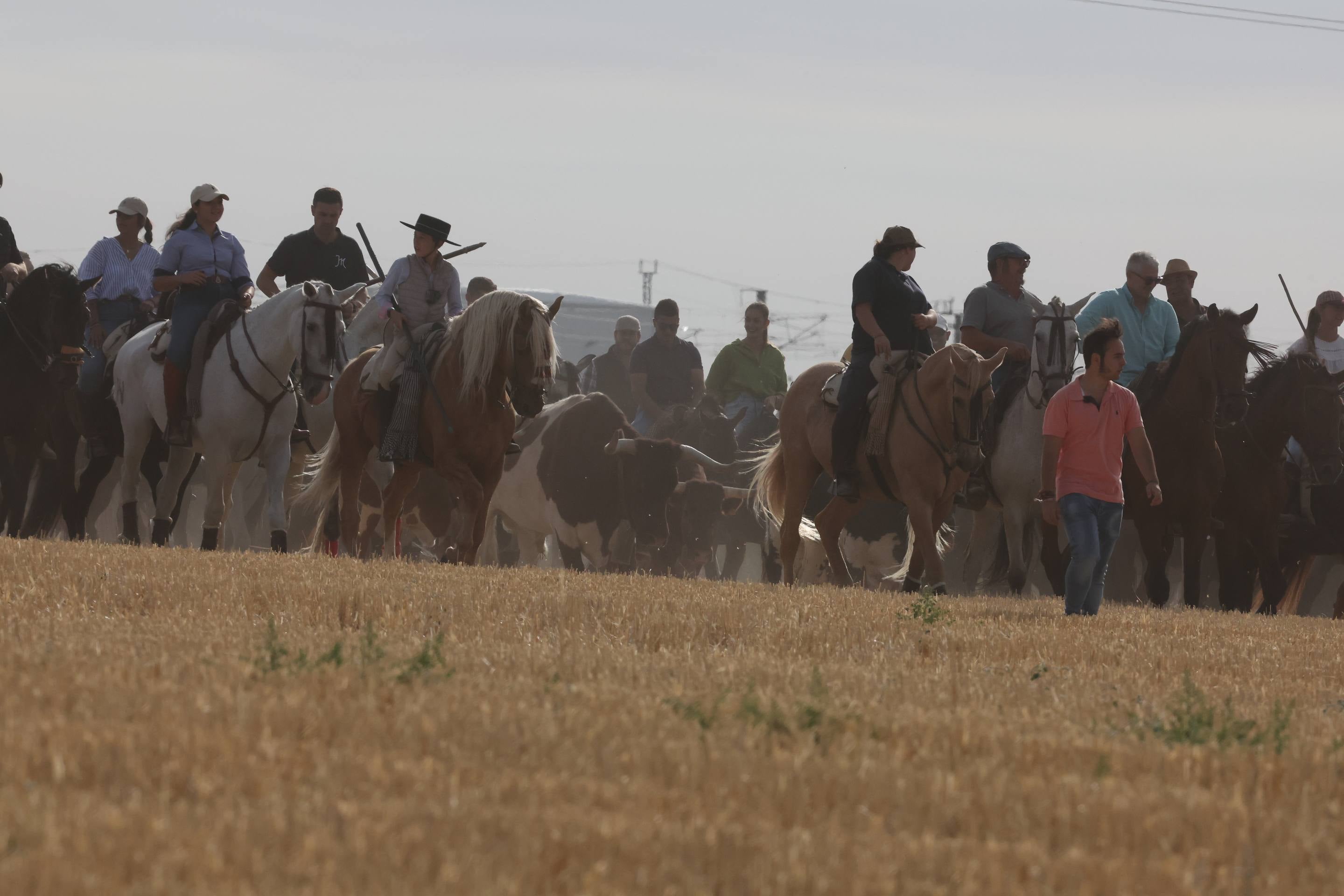 El encierro de bueyes y el desenjaule de novillos de Medina del Campo, en imágenes
