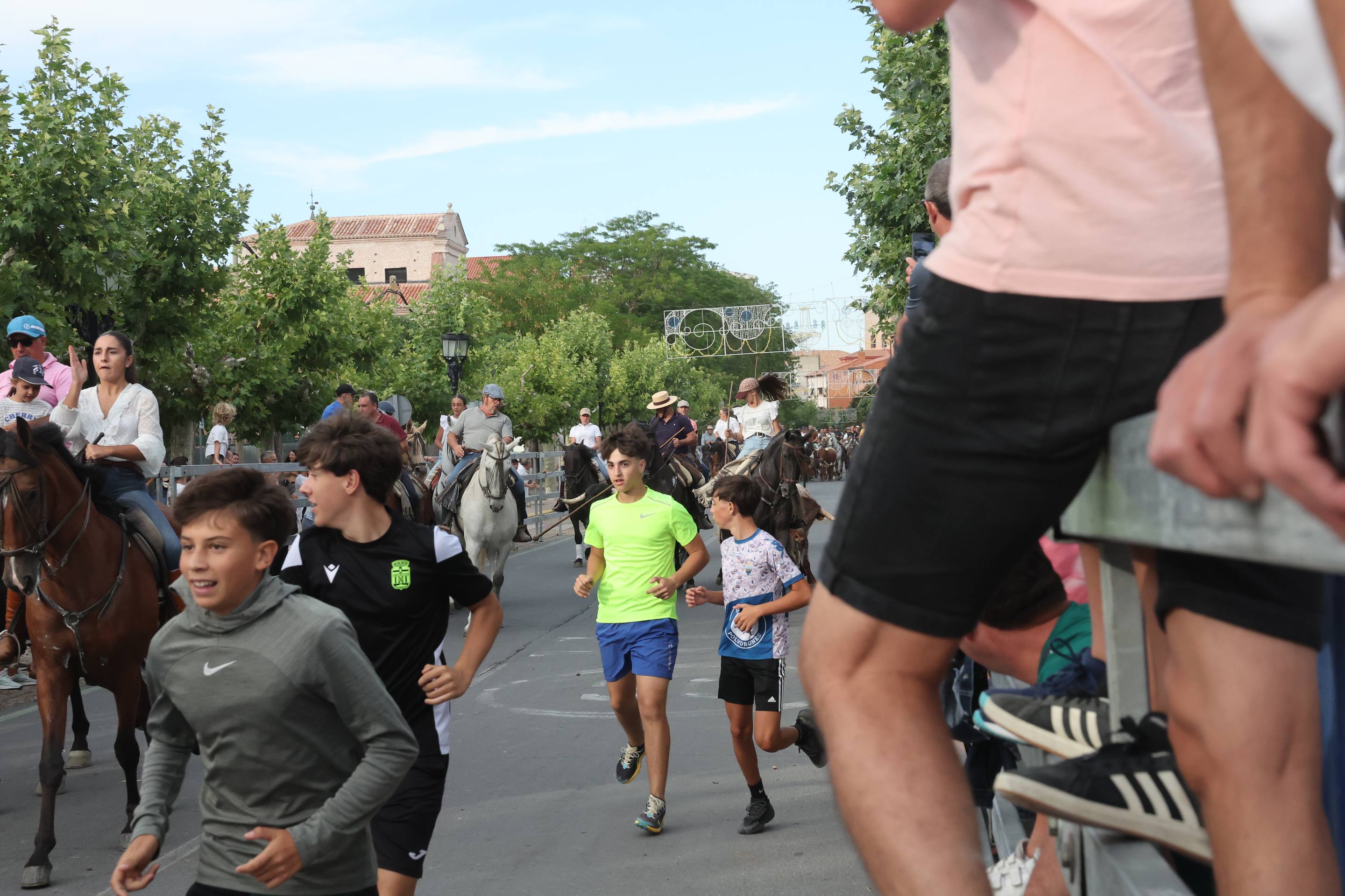 El encierro de bueyes y el desenjaule de novillos de Medina del Campo, en imágenes