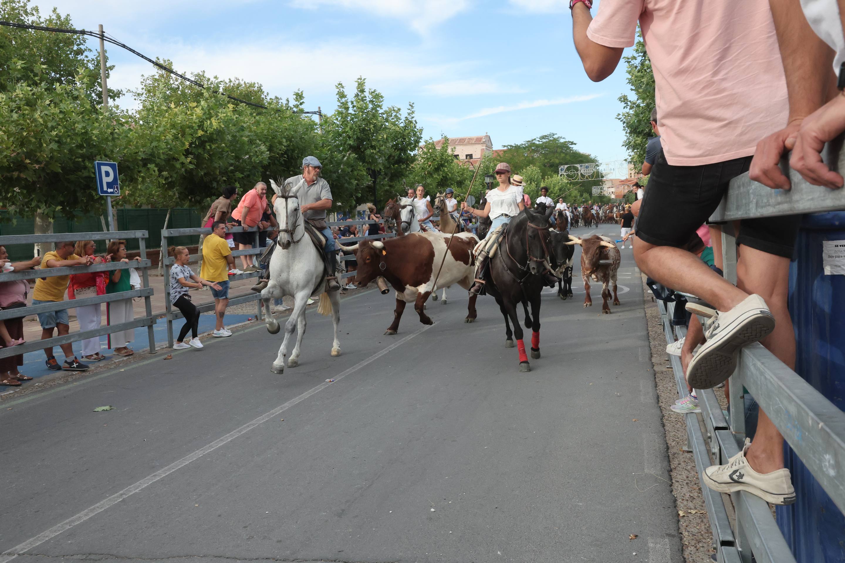 El encierro de bueyes y el desenjaule de novillos de Medina del Campo, en imágenes
