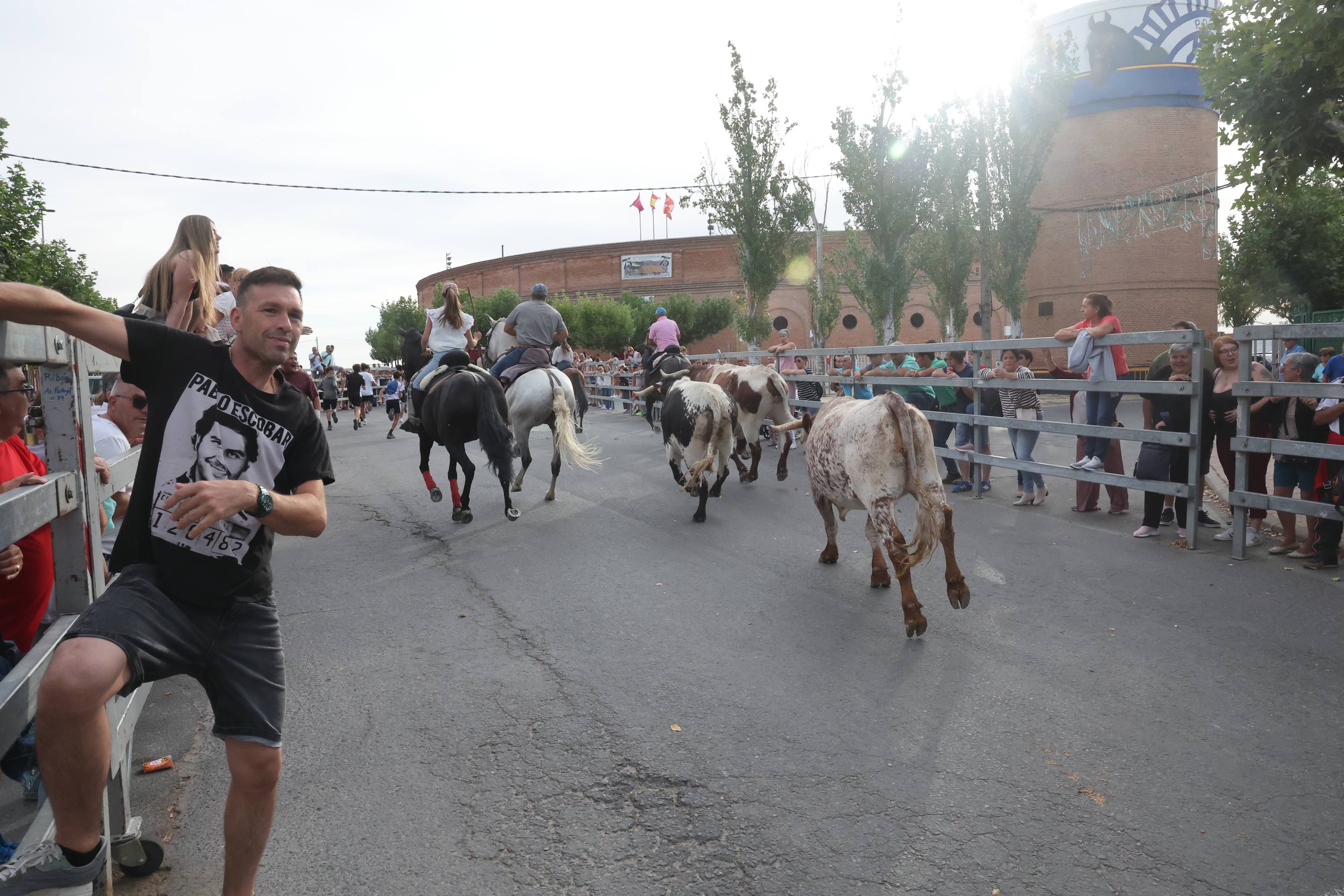 El encierro de bueyes y el desenjaule de novillos de Medina del Campo, en imágenes