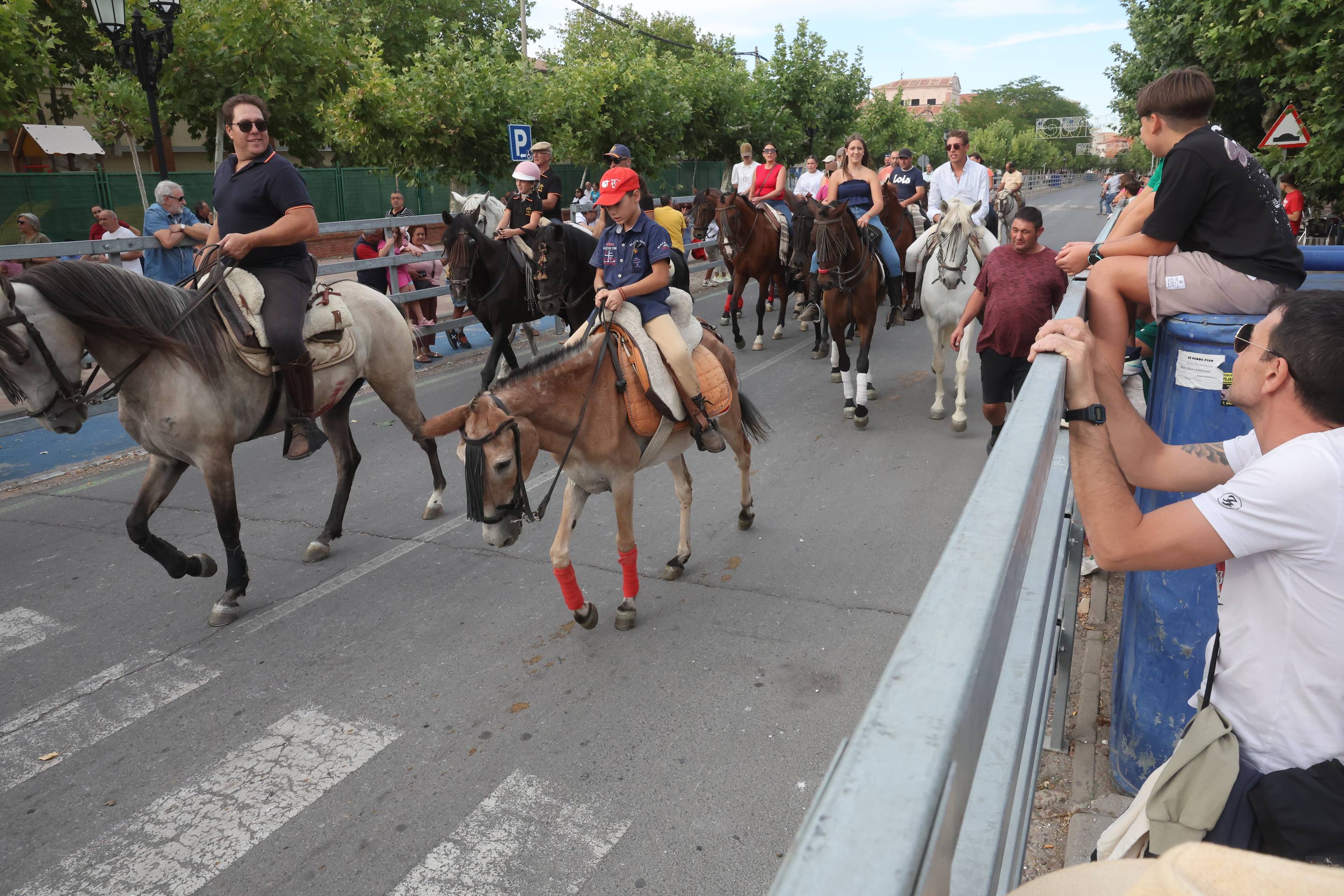 El encierro de bueyes y el desenjaule de novillos de Medina del Campo, en imágenes